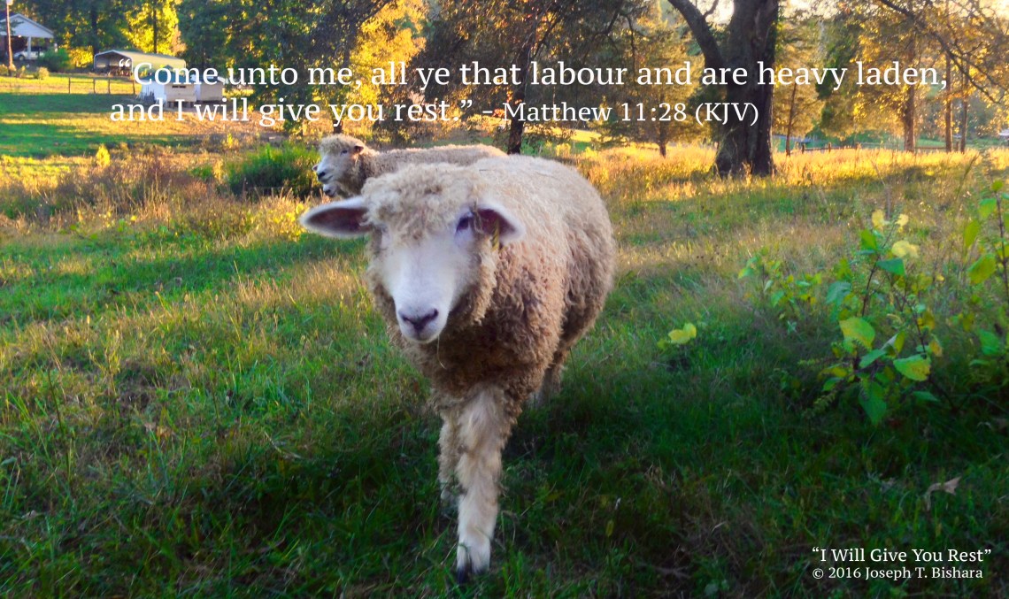 img_7959-i-will-give-your-rest